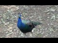 Peacock - Tavus Kuşu - Peafowl - Bird