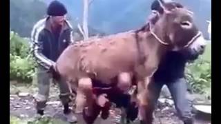 Eşek Üstünde Taşıma