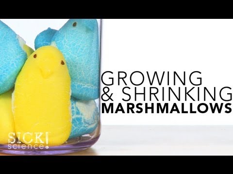 growing and shrinking marshmallows 135 네이트판 네이트판 growing and shrinking