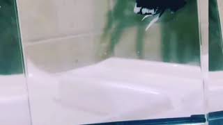 My First Black Mamba Betta