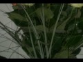 Видео Simferopol florist