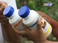 kn19 phòng trừ bệnh chổi rồng trên nhãn 13-11-2011.flv