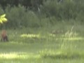Our Fox Family