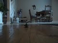 Giantess Crushes Tiny Man