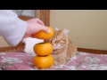 のせ猫 x 甘柿と猫 Persimmon and cats