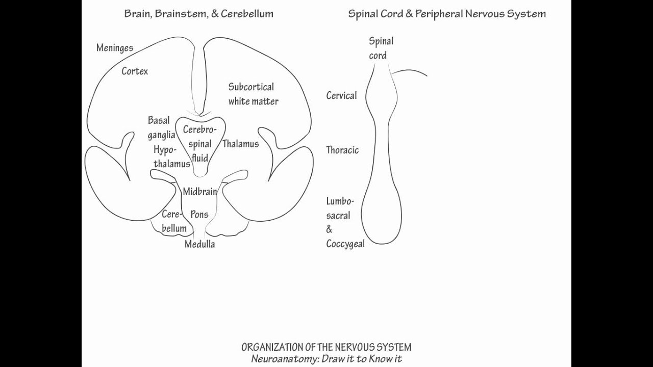 Organization of the Nervous System - Draw it to Know it - YouTube