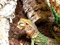 Dracaena guianensis feeding