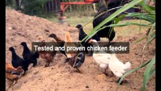 Chicken Feeders | Sacramento | CA | automatic chicken feeder | feeding chickens | poultry feeders