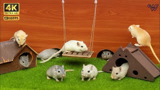 Cat Game Crazy Mouse Chase 4K Cat Entertainment Video