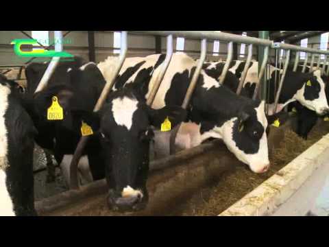 Cubicle design for dairy cows - YouTube