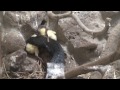 Black Necked Spitting Cobra Eating