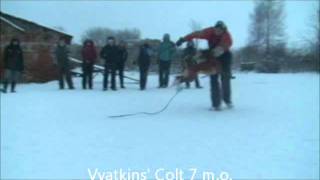 Vyatkins Colt - 7 Months Old, Bitework