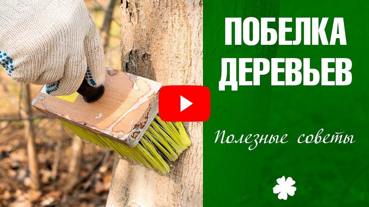Побелка для деревьев как сделать 689