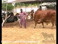 Shah Cattle Farm Bull King 1 For 2012 images Shah Cattle Farm Bull King 1 For 2012