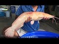 Cá trê vàng 3kg3. vừa khủng vừa hiếm. - tại mỹ xuyên - sóc trăng