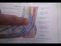 Dorsal Pedal Pulse and Posterior Tibial Artery - ST