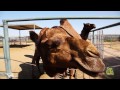 One Wild Zoo in the Deserts of Yuma One Wild Zoo in the Deserts of Yuma