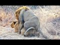 Lions Mating Next to the Road - Extreme Close Up
