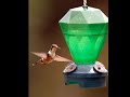 Hummingbirds and Quetzals of Costa Rica
