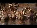 Strong Lion jaws destroys a zebra butt