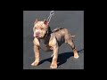 Funny And Cute Dogs Compilation | Pets Compilation | Feb 2019