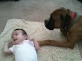 boxer dog with kids