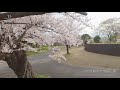 桜ドローン撮影4K