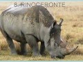I 30 animali più pericolosi del mondo