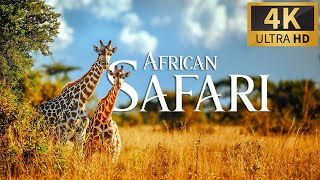 Африканское Сафари 4K 🐾 Discovery Relaxing Wonderful С Расслабляющей Фортепианной Музыкой