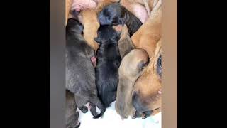 10 Piece American Pit Bull Terrier..