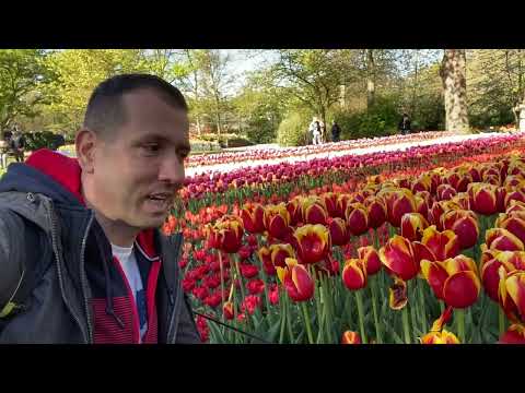 Tulipán paradicsom Hollandiában. Keukenhof. 2022
