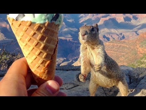 TRY NOT TO LAUGH challenge that you SIMPLY CAN NOT WIN! - Funny ANIMALS