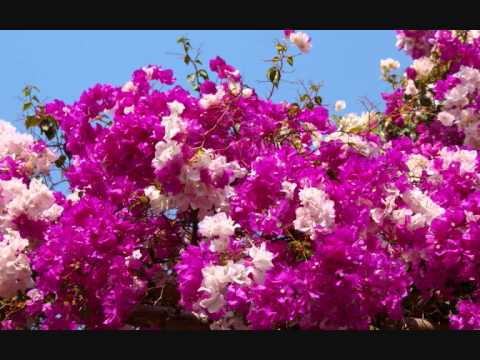 Toba Dream 4 (Viky Sianipar Alsant Nababan & Ruth Sihotang):...