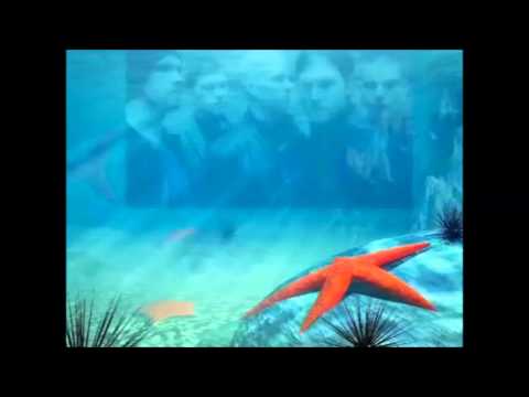 Under Water Video