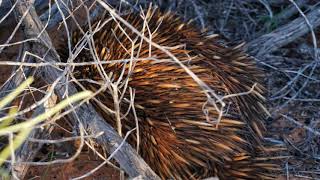 Red cliffs, blue water & dolphins at Francois Peron National Park