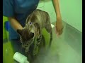 Limpieza de oídos para gatos