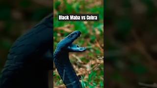 Black Maba Vs Cobra