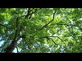 Among the Green Leaves Among the Green Leaves
