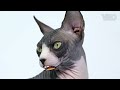 pet