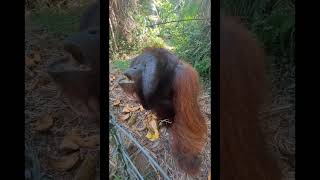 Orangutan Drinking Mango Juice.