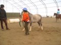 Pony Learns Bow/Front Crunch - Clicker Training