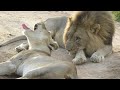 Lion Animal Porn- (Mating Lions)