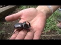 Rhinoceros beetle, Oryctes Nasicornis
