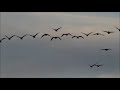 The big bird migration at Ottenby Öland Sweden