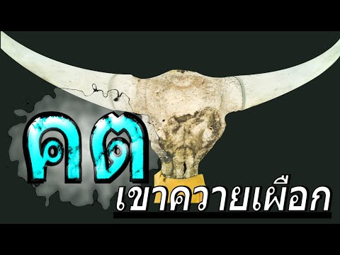 คต เขาควายเผือก
