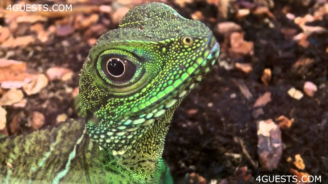 CHINESE WATER DRAGON LIZARD - YouTube