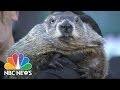 Punxsutawney Phil Says An Early Spring Is on The Way - Nbc News - NBC News