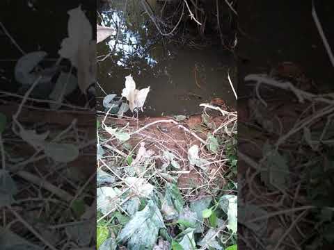 strek ikan sili babon mas bro