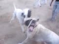 very dangerous dog vs dog fight