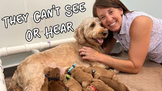 Day In The Life Of A Goldendoodle Puppy - Week 1